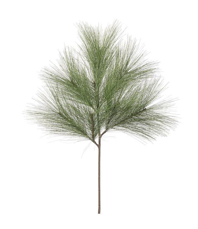 Branche de pin | Verte