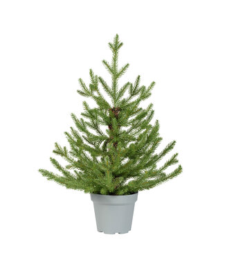 Sapin Norway en pot