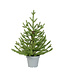 Sapin Norway en pot | Élégance naturelle et charme festif