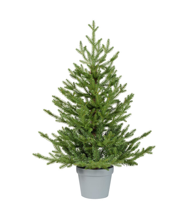 Sapin Norway en pot | Élégance naturelle et charme festif