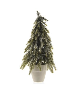 Sapin branches retombante en pot