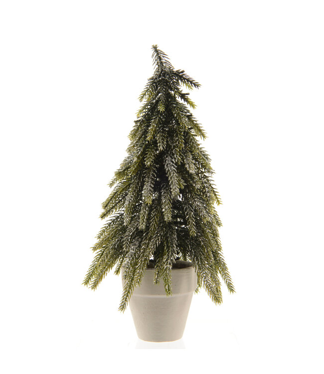 Sapin branches retombante en pot | Nature et élégance festive