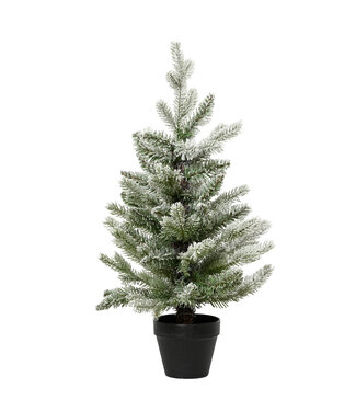 Sapin Allison enneigé en pot