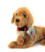 Ditz Designs Chiot Golden décoratif | Compagnon idéal