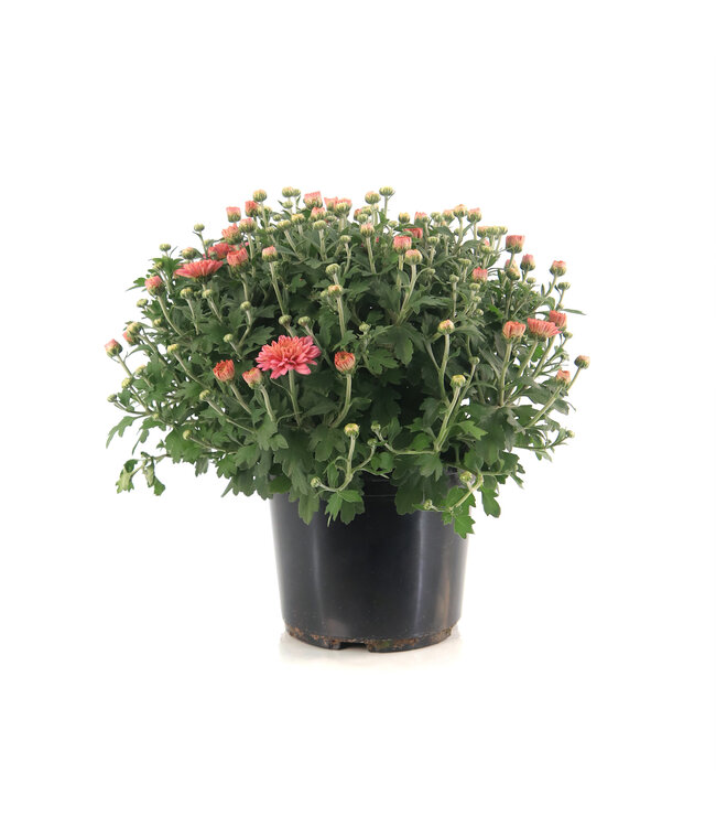 Chrysanthèmes d'automne 6 po | Couleurs riches et charme saisonnier