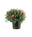 Chrysanthèmes d'automne 6 po