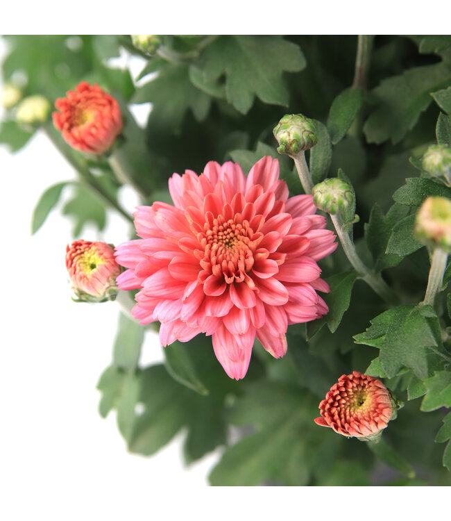 Chrysanthèmes d'automne 6 po | Couleurs riches et charme saisonnier