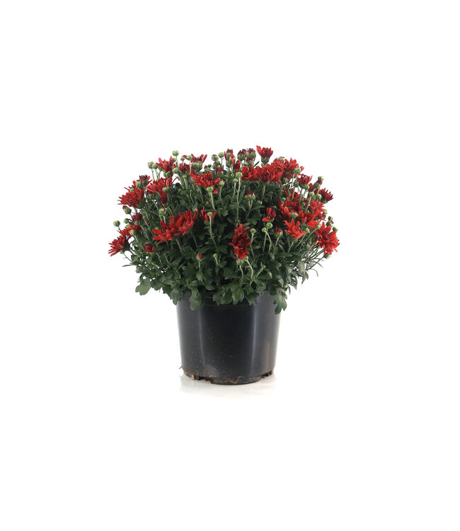 Chrysanthèmes d'automne 6 po | Couleurs riches et charme saisonnier