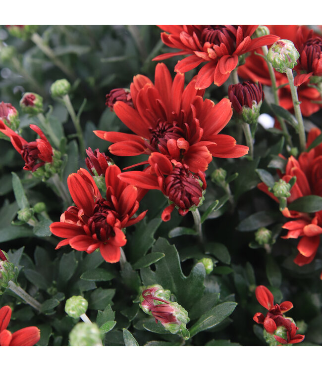 Chrysanthèmes d'automne 6 po | Couleurs riches et charme saisonnier