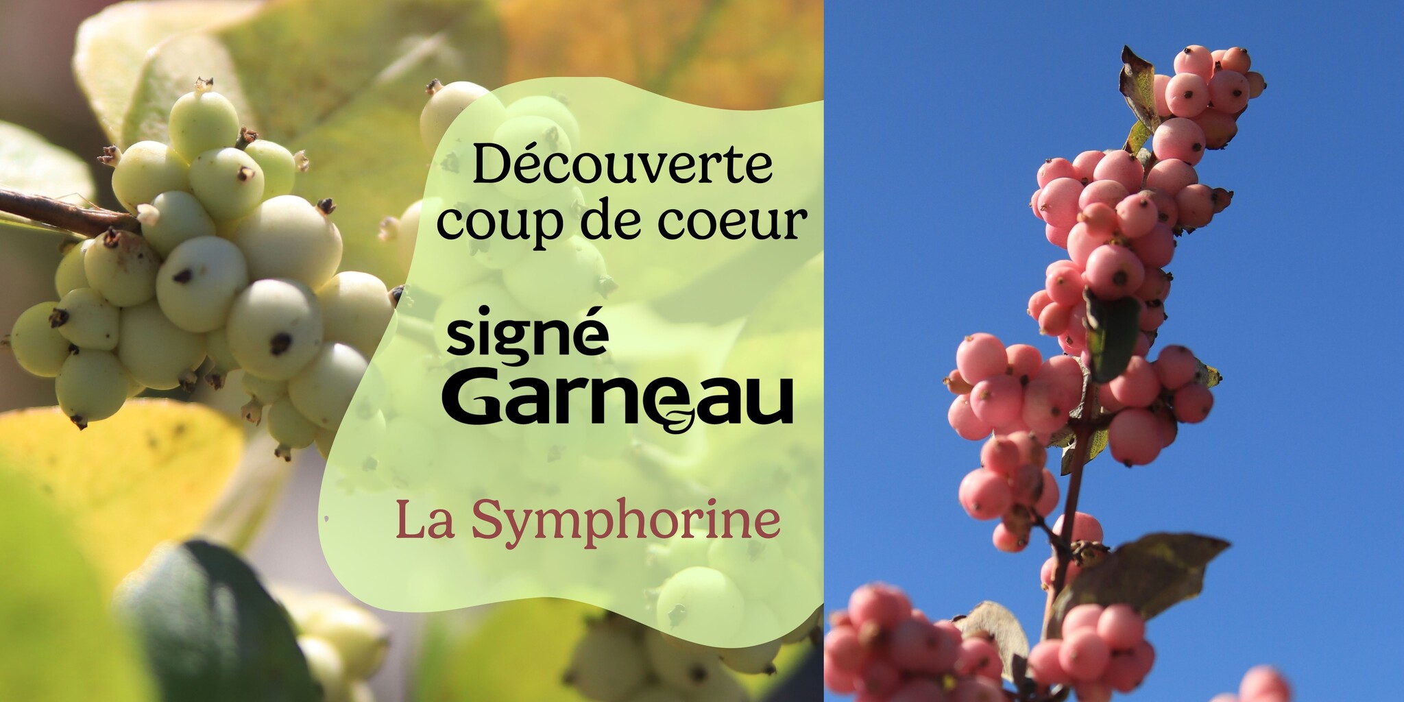 La symphorine, un arbuste coup de cœur à découvrir!