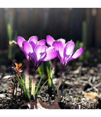 Colchicum Waterlily (1)