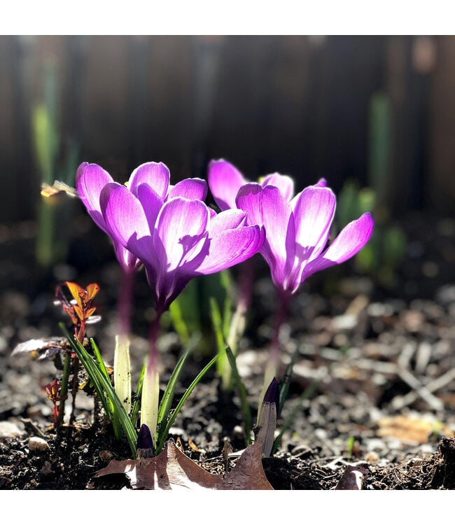 Colchicum Waterlily (1) | Explosion violette