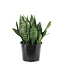 Sansevieria Robusta 8 po | Élégance graphique et entretien minimal