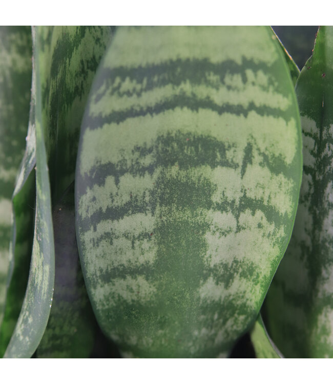Sansevieria Robusta 8 po | Élégance graphique et entretien minimal