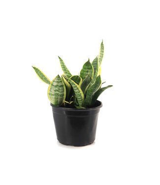 Sansevieria Futura Superba 8 po