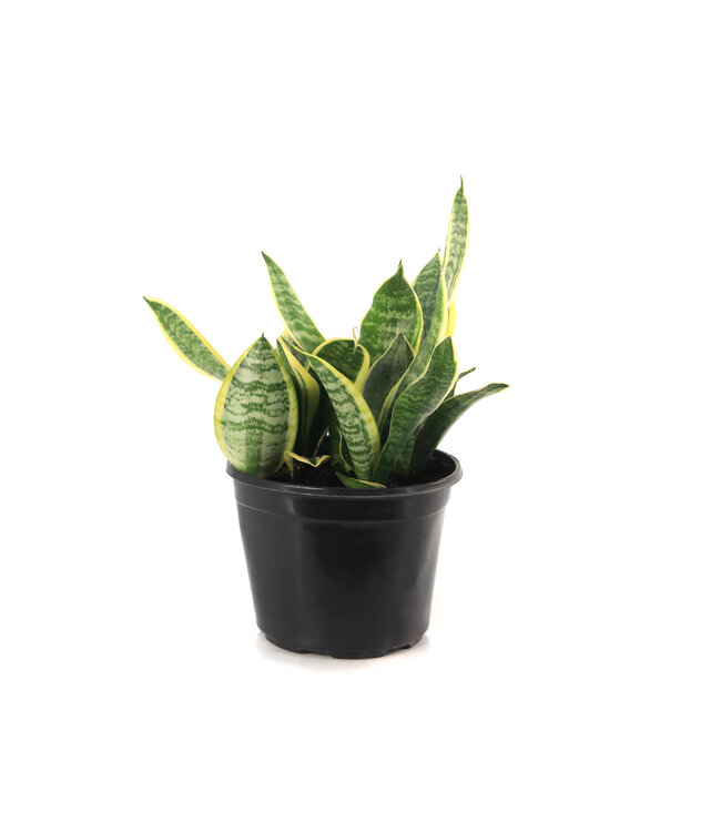 Sansevieria Futura Superba 8 po | Élégance dorée et résistance intemporelle