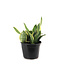 Sansevieria Futura Superba 8 po | Élégance dorée et résistance intemporelle