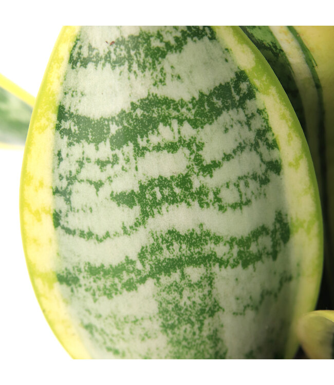 Sansevieria Futura Superba 8 po | Élégance dorée et résistance intemporelle