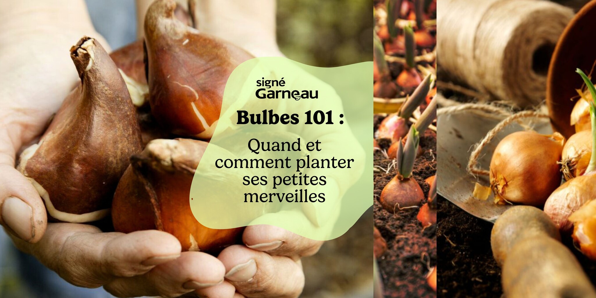 Guide des bulbes 101!