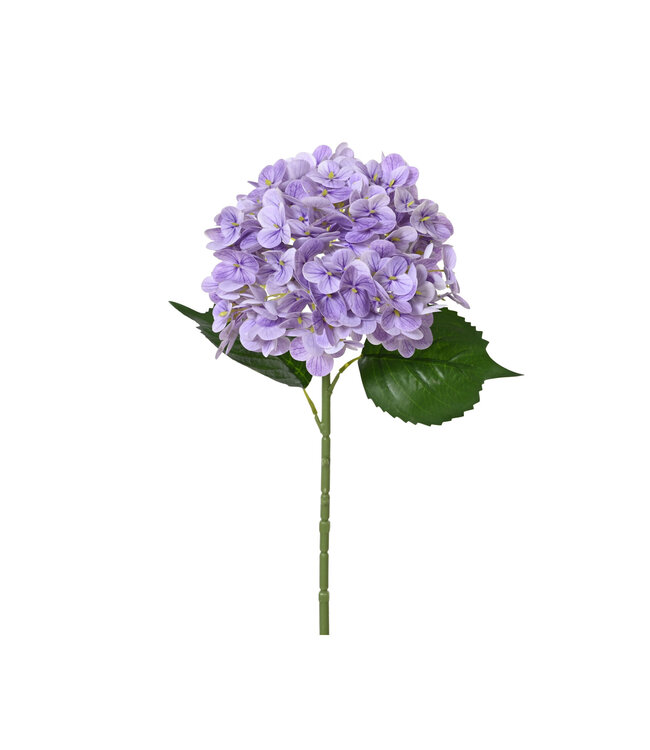 Fleur d'hydrangée mauve | Majestueuse et douce