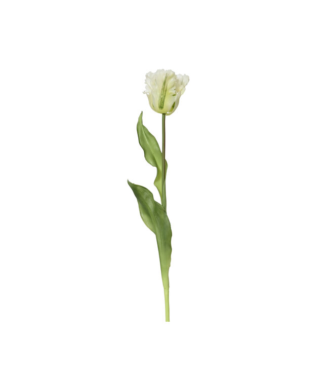 Tulipe blanche | Pure douceur
