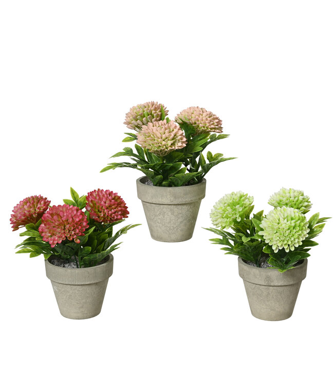 Chrysanthème en pot | Sans tracas