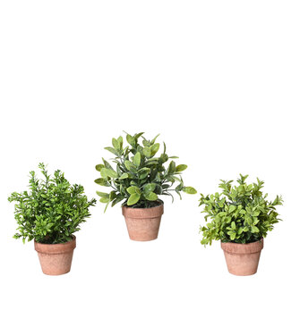 Plante verte en pot 7 po (3 ass.)