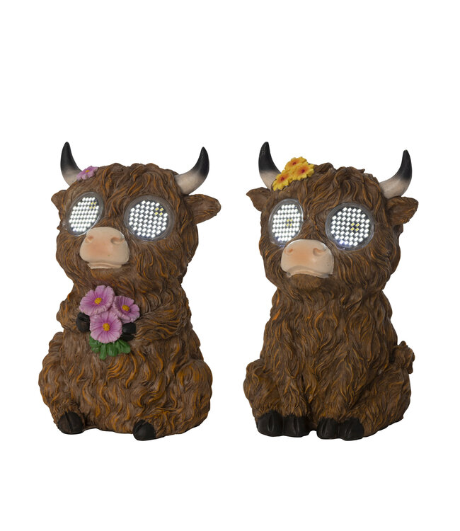 Lumière solaire vache highland | Amusante