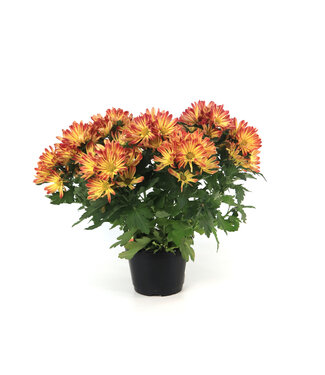 Chrysanthème Pelee 6 po