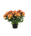Chrysanthème Pelee 6 po | Floraison vive et durable pour tout espace