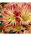 Chrysanthème Pelee 6 po | Floraison vive et durable pour tout espace
