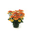 Chrysanthème Pelee 6 po | Floraison vive et durable pour tout espace
