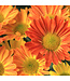 Chrysanthème Pelee 6 po | Floraison vive et durable pour tout espace