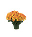 Chrysanthème Pelee 6 po | Floraison vive et durable pour tout espace