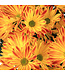 Chrysanthème Pelee 6 po | Floraison vive et durable pour tout espace
