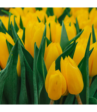 Tulipe big smile unite