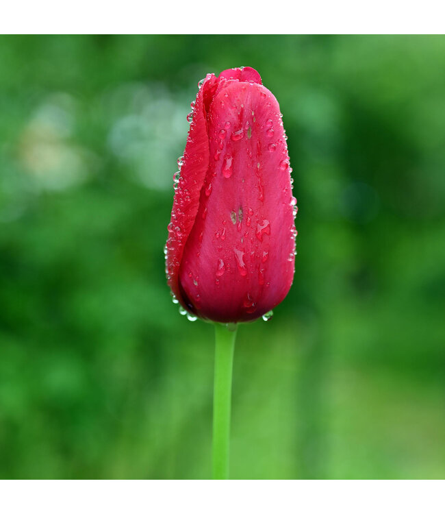 Tulipe Negrita | Bulbe automnal