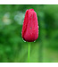 Tulipe Negrita | Bulbe automnal