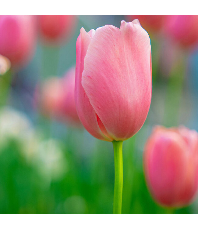 Tulipe Pink Impression | Bulbe automnal