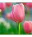 Tulipe Pink Impression | Bulbe automnal