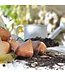 Tulipe Jaap Groot | Bulbe automnal