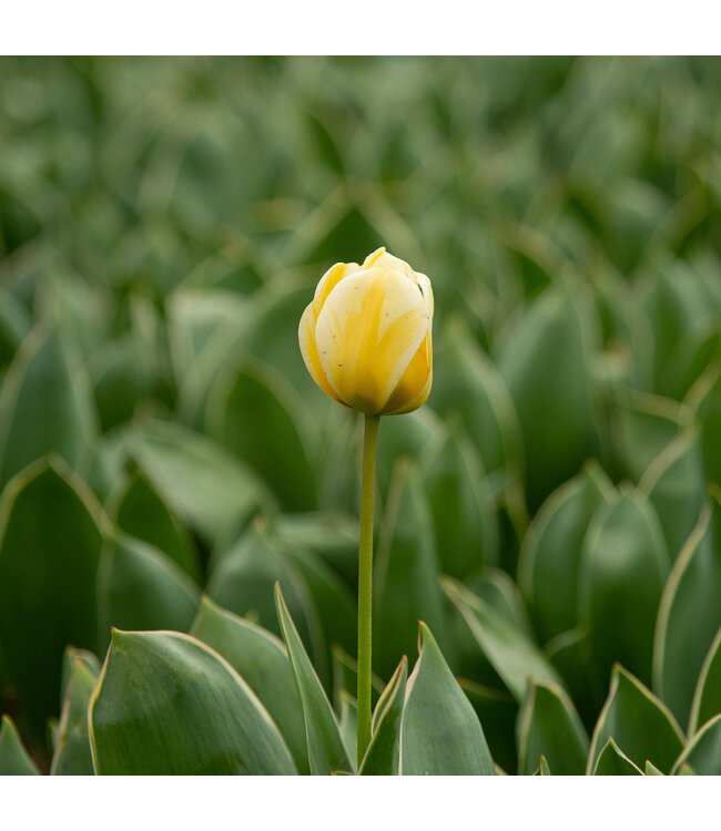 Tulipe Jaap Groot | Bulbe automnal