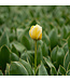 Tulipe Jaap Groot | Bulbe automnal