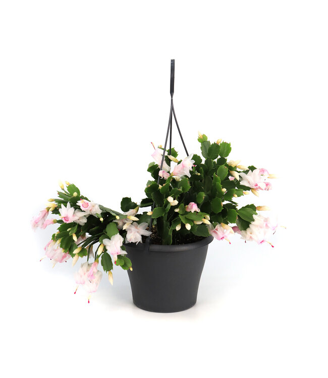 Cactus de Noël | Plante d’intérieur spectaculaire