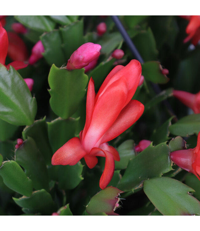 Cactus de Noël | Plante d’intérieur spectaculaire