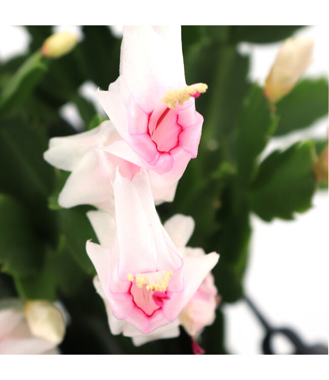 Cactus de Noël | Plante d’intérieur spectaculaire