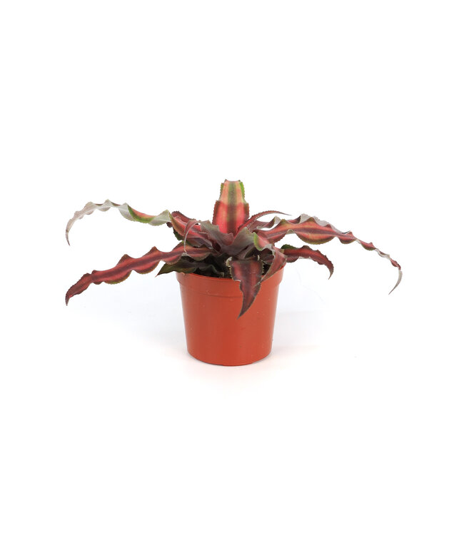 Cryptanthus 2,5 po | Feuillage étoilé ultra-coloré pour ambiance intérieure