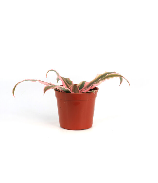 Cryptanthus 2,5 po | Feuillage étoilé ultra-coloré pour ambiance intérieure