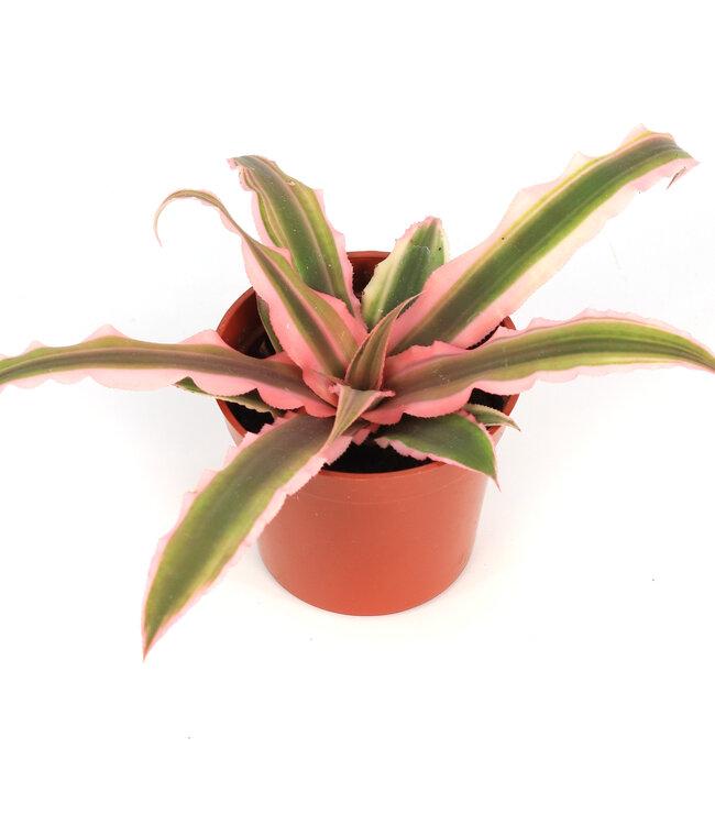 Cryptanthus 2,5 po | Feuillage étoilé ultra-coloré pour ambiance intérieure
