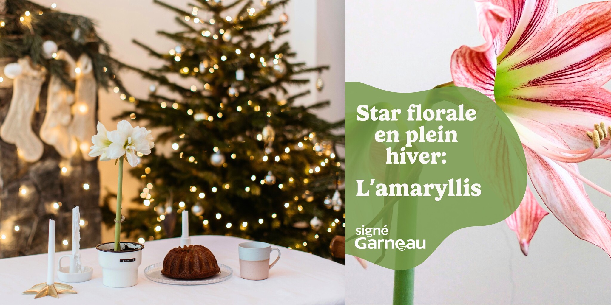  L’amaryllis, une star florale en plein cœur de l’hiver